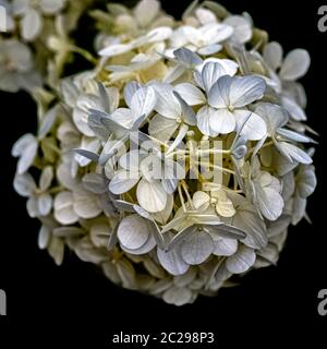 Hortensia macrophylla bekannt als bigleaf, French oder Mophead Hortensia, Penny mac und Hortensia in Leszno, Masovia, Polen Stockfoto