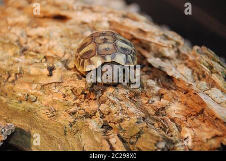 baby der griechischen Schildkröte Stockfoto