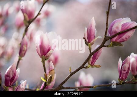 Schöne Magnolie blüht im Frühling, Salzburg, Schönheit Stockfoto