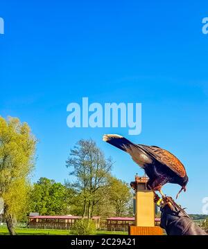 Harris-Falke (Parabuteo unicinctus), früher bekannt als der buschige oder dunkle Falke Stockfoto