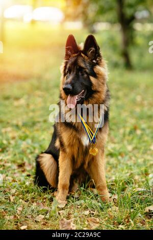 Champion Deutscher Schäferhund sitzt auf Gras mit goldenen Medaillen um den Hals nach dem Gewinn der Dog show Stockfoto