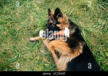 Deutscher Schäferhund liegend auf Gras mit goldenen Becher in den Mund nach dem Gewinn der Dog show Stockfoto