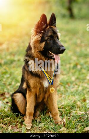 Champion Deutscher Schäferhund sitzt auf Gras mit goldenen Medaillen bei Sonnenuntergang Stockfoto