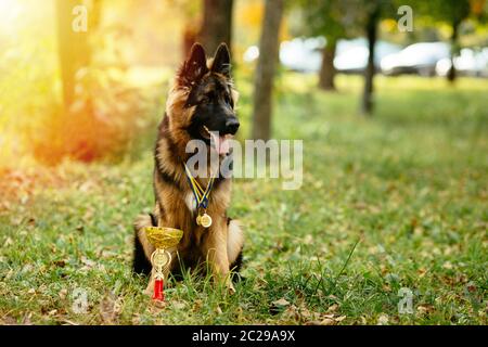 Champion Deutscher Schäferhund sitzt auf Gras mit goldenen Pokal und Medaillen um den Hals nach dem Gewinn der Dog show Stockfoto