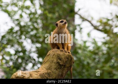 Portrait von Erwachsenen wilden afrikanischen Erdmännchen, Erdmännchen (Suricatta). In der Natur fotografiert in der Natur. Stockfoto