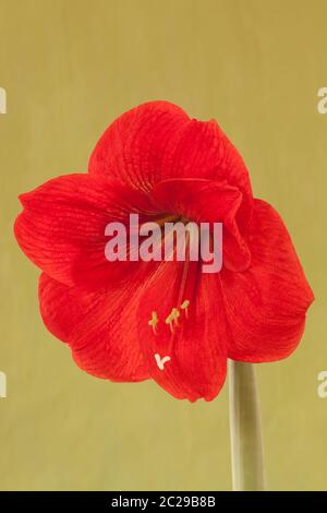 Amaryllis "Roter Löwe", Hippeastrum Stockfoto