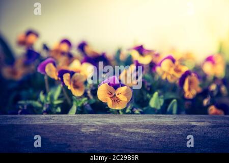 Bunte Blumen in der Abendsonne Stockfoto