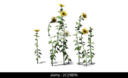 Eine Gruppe von Sonnenblumen mit Schatten auf dem Boden - auf weißem Hintergrund getrennt Stockfoto