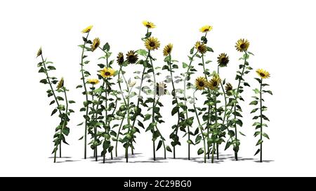 Eine Gruppe von Sonnenblumen mit Schatten auf dem Boden - auf weißem Hintergrund getrennt Stockfoto