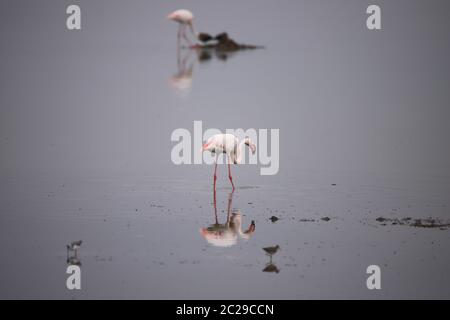 Zwei Flamingos und einige andere Vögel spiegeln sich im Wasser. Stockfoto