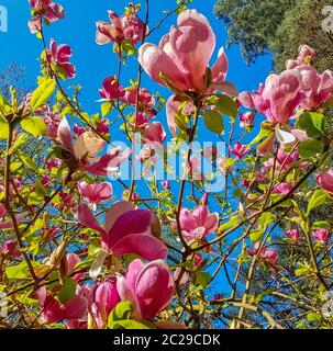 Blühende Untertasse Magnolia (Magnolia x soulangeana) im britischen Park Stockfoto