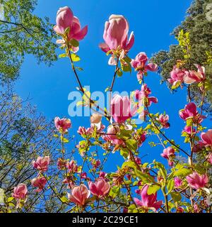 Blühende Untertasse Magnolia (Magnolia x soulangeana) im britischen Park Stockfoto