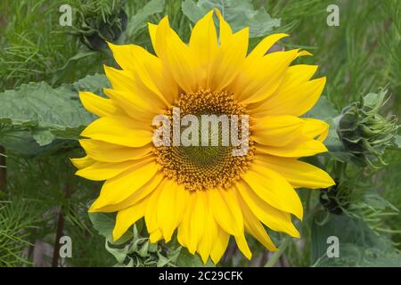 Sonnenblume 'Little Leo', Helianthus annuus Stockfoto