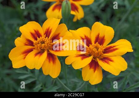 Französische Ringelblume 'Naughty Marietta', Tagetes patula Stockfoto