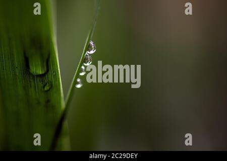 Köln, Deutschland. Juni 2020. Wassertropfen haben sich auf Blättern im Volksgarten Köln gesammelt. Quelle: Federico Gambarini/dpa/Alamy Live News Stockfoto