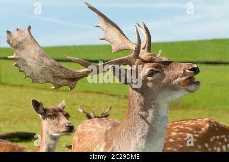 Brachhirten in einer Herde auf der Wiese Stockfoto