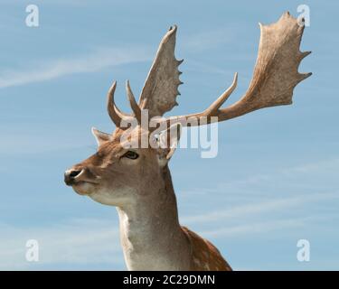 Brachhirten in einer Herde auf der Wiese Stockfoto