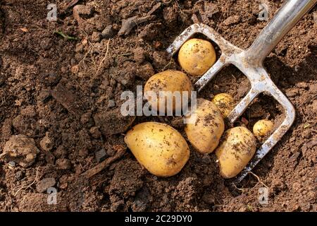 Sieb und Spaten mit frischen Kartoffeln Stockfoto