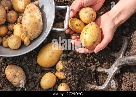 Sieb und Spaten mit frischen Kartoffeln Stockfoto