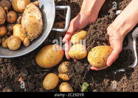 Sieb und Spaten mit frischen Kartoffeln Stockfoto