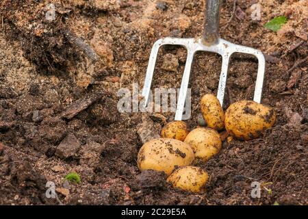 Sieb und Spaten mit frischen Kartoffeln Stockfoto