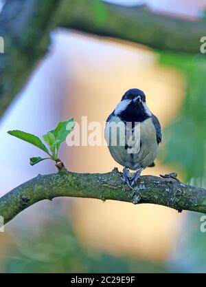 Kohlmeise Parus Major im April auf Apfelbaum Stockfoto