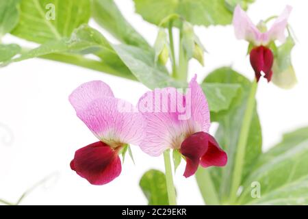 Grüne Bohne Blumen auf weißem Hintergrund Stockfoto