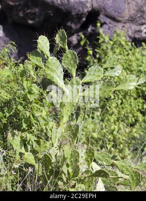 Opuntia microdasys (Engelsflügel, Häschen- oder Polka-Dot-Kaktus) Stockfoto