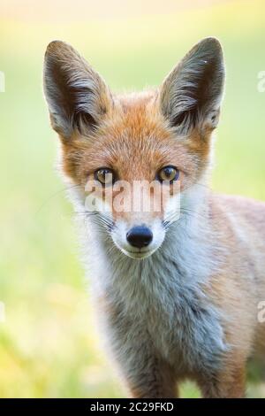 Vertikale close-up Portrait von Red Fox, Vulpes vulpes, mit unscharfen Hintergrund im Sommer. Detail der wilde Tier in die Kamera starrt. Stockfoto