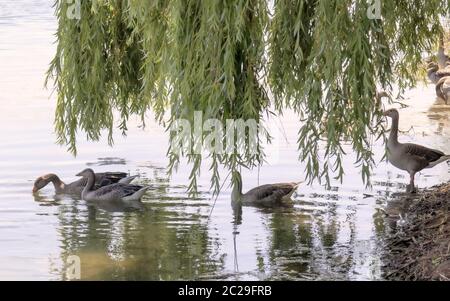 Graugänse (Anser anser) am Seeufer, Wasser reflektierend, Trauerweide Stockfoto