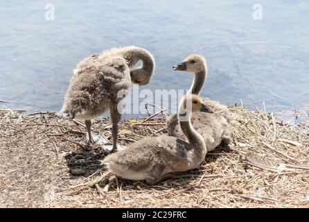 Kanadagans (Branta canadensis) Küken, Juni Stockfoto