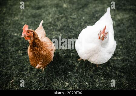 Brown isa braun Henne steht neben weißen Broiler Huhn auf Gras Stockfoto