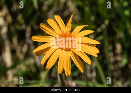 Bergarnica auf einer Bergwiese Arnica montana Stockfoto