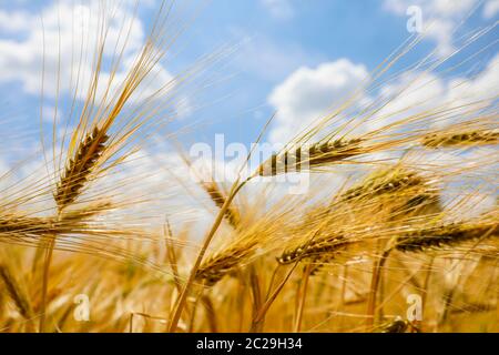 Voerde, Niederrhein, Nordrhein-Westfalen, Deutschland - Gerste, Hordeum vulgare, Gerstenfeld vor einem blauen Sommerhimmel mit weißen Wolken. Voerde, Stockfoto