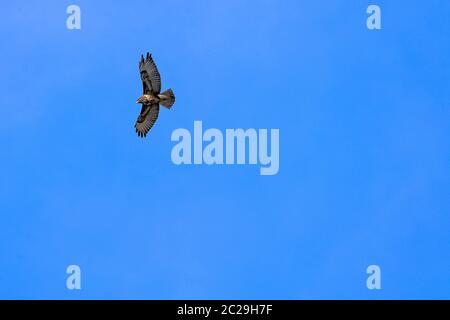 Goldener Adler (Aquila chrysaetos) am blauen Himmel in Choczewo, Pommern, Polen Stockfoto