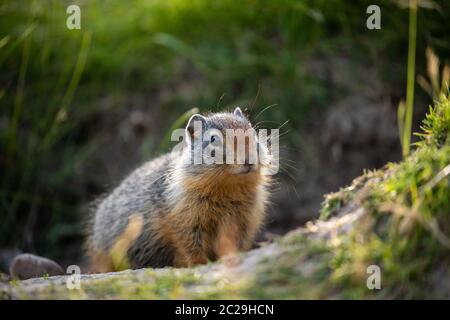 Eichhörnchen im Banff National Park, Alberta, Kanada Stockfoto