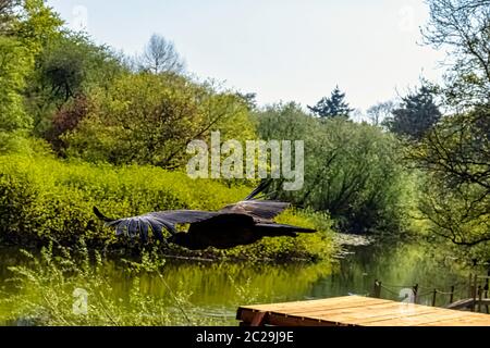 Fliegender junger Andenkondor (Vultur gryphus) Stockfoto