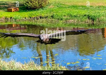 Fliegender junger Andenkondor (Vultur gryphus) Stockfoto