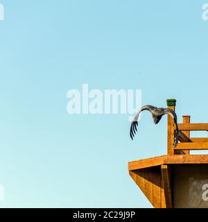 Fliegender junger Andenkondor (Vultur gryphus) Stockfoto