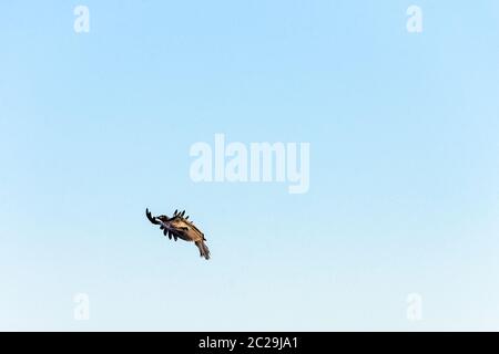 Fliegender junger Andenkondor (Vultur gryphus) Stockfoto