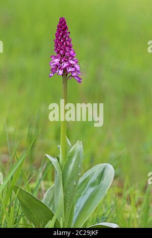 Blühendes Helmjunge-Kraut Orchis militaris aus dem Lilatal bei Ihringen im Kaiserstuhl Stockfoto