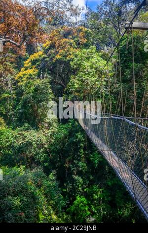 Hängebrücke in Taman Negara National Park, Malaysia Stockfoto