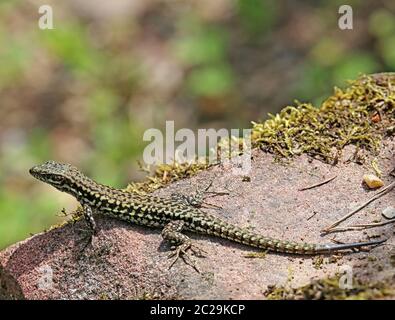 Eine Wandeidechse Podarcis muralis beim Sonnenbaden Stockfoto