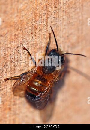 Makrohornbiene Osmia cornuta Stockfoto