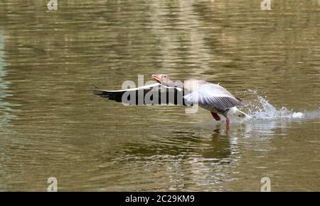 Gans Stockfoto