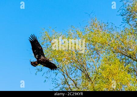 Der junge Weißkopfseeadler (Haliaeetus leucocephalus) ist auch als Weißkopfadler, Seeadler oder amerikanischer Adler bekannt Stockfoto