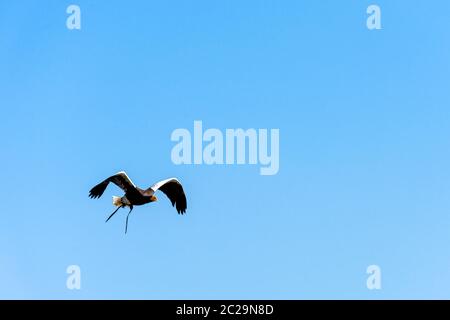 Fliegender steller-Seeadler (Haliaeetus pelagicus) Stockfoto