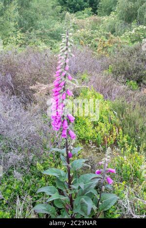 Ein Fuchshandschuh (Digitalis purpurea), der wild auf Waldridge Fell wächst, in der Nähe von Chester le Street, Co. Durham, England, Großbritannien Stockfoto