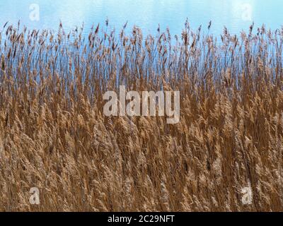 Goldene Schilf und Binsen, die in einer sanften Brise neben einem See wehen Stockfoto