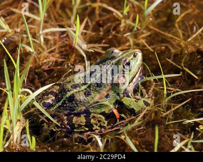 Teichfrosch Pelophylax esculenta am Teichufer Stockfoto